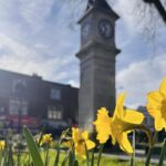 Daffodils at Thornton Heath Clocktower