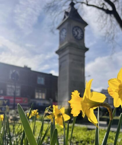 Daffodils at Thornton Heath Clocktower