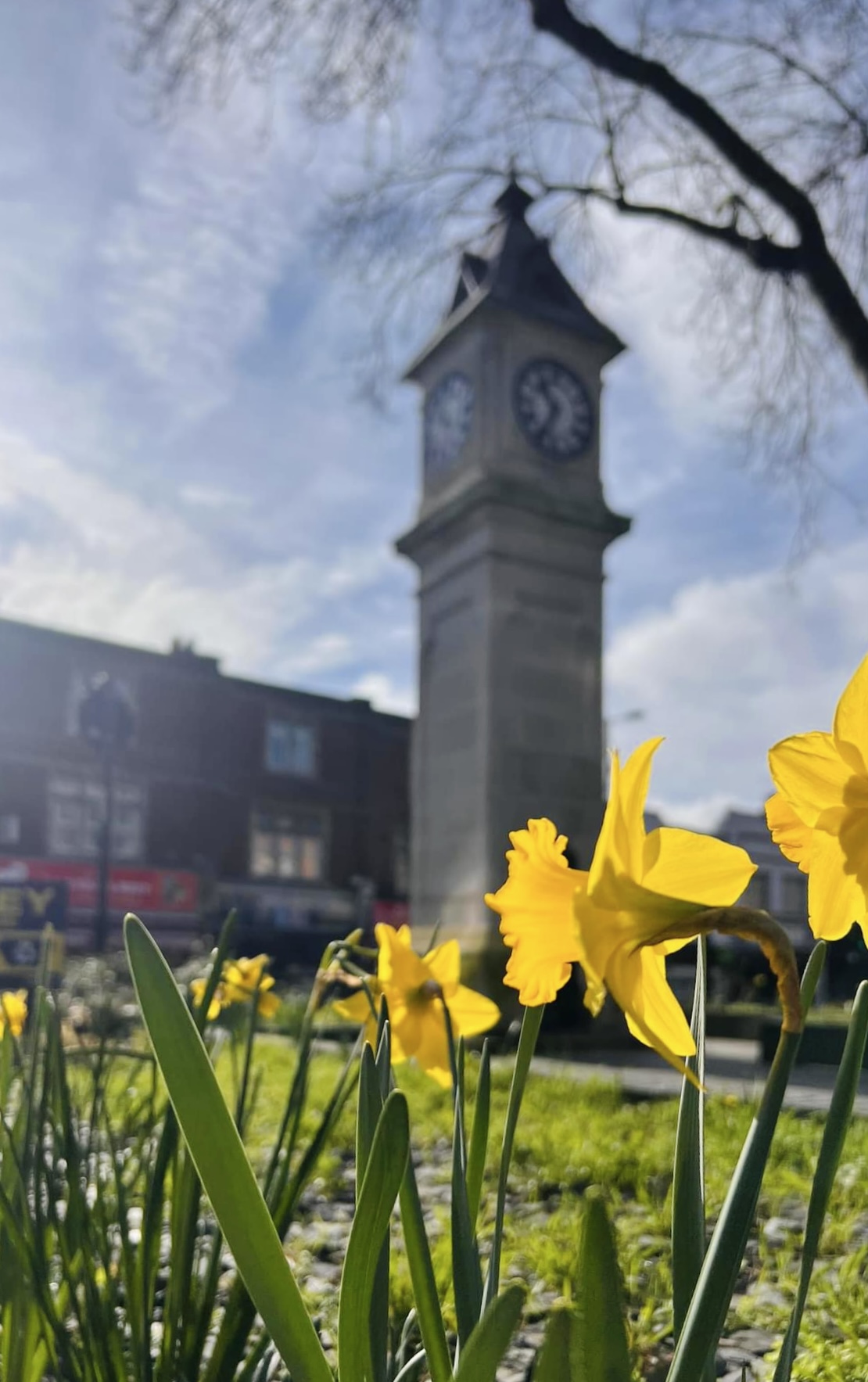 Daffodils at Thornton Heath Clocktower